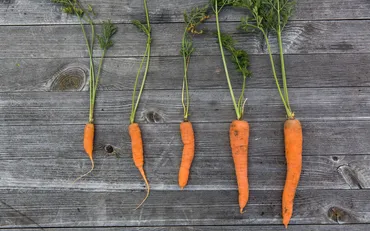 Proprietà della carota - Blog Orogel