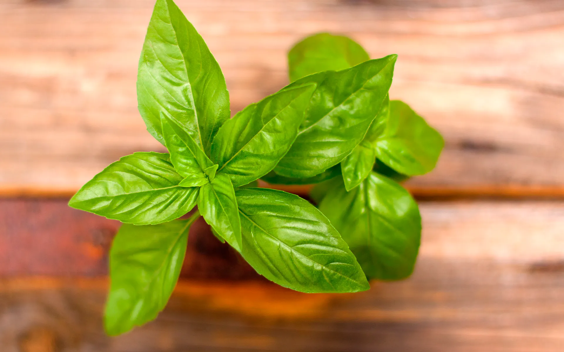  L'immagine rappresenta un piantina di basilico fresco. L'ingrediente principale del basilico surgelato Orogel.