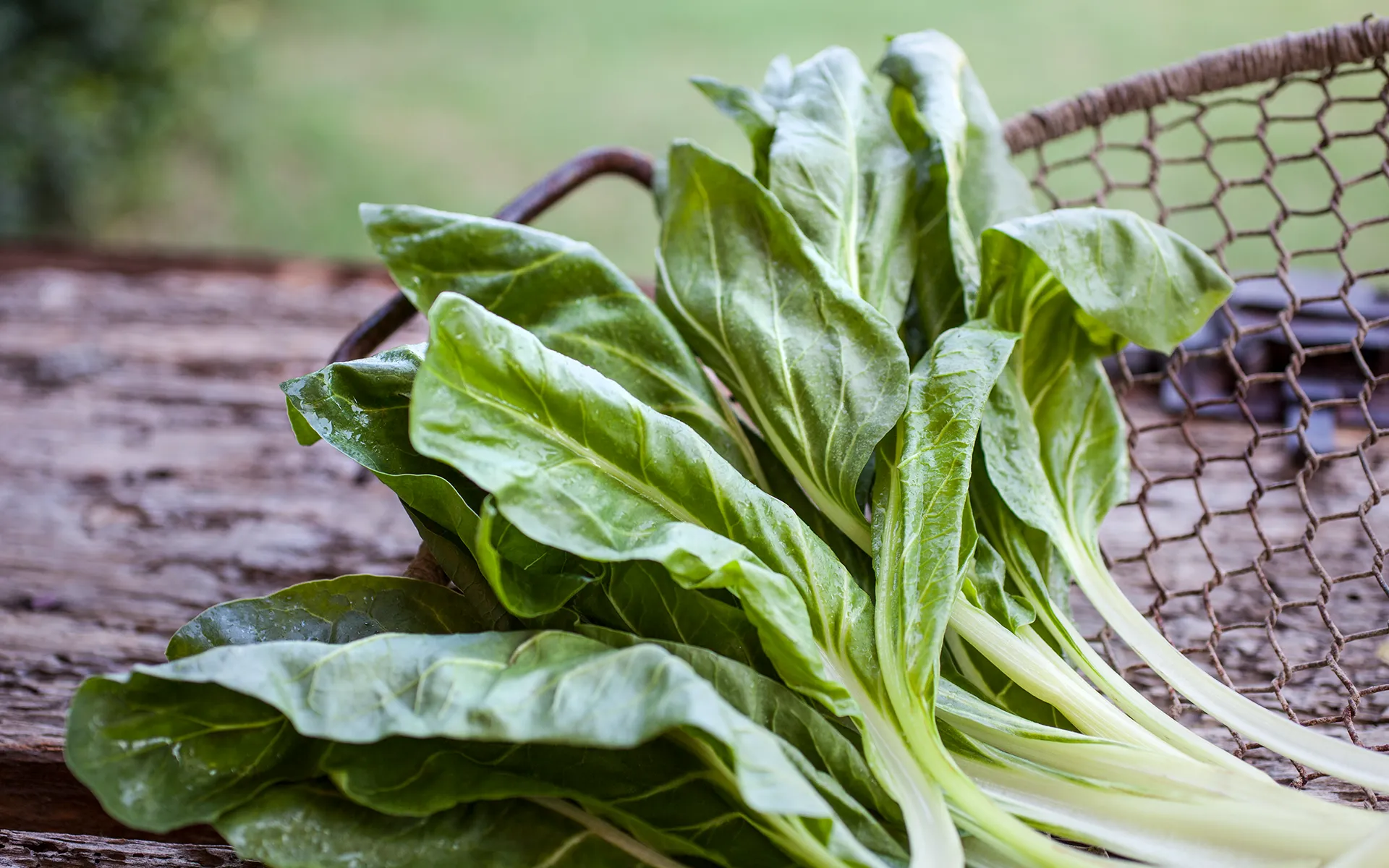 L'immagine mostra una Bieta Erbetta Cubello Bio fresca: la scelta biologica di qualità, già tagliata in pratici cubetti. Versatile bieta surgelata per contorni e ricette sane.