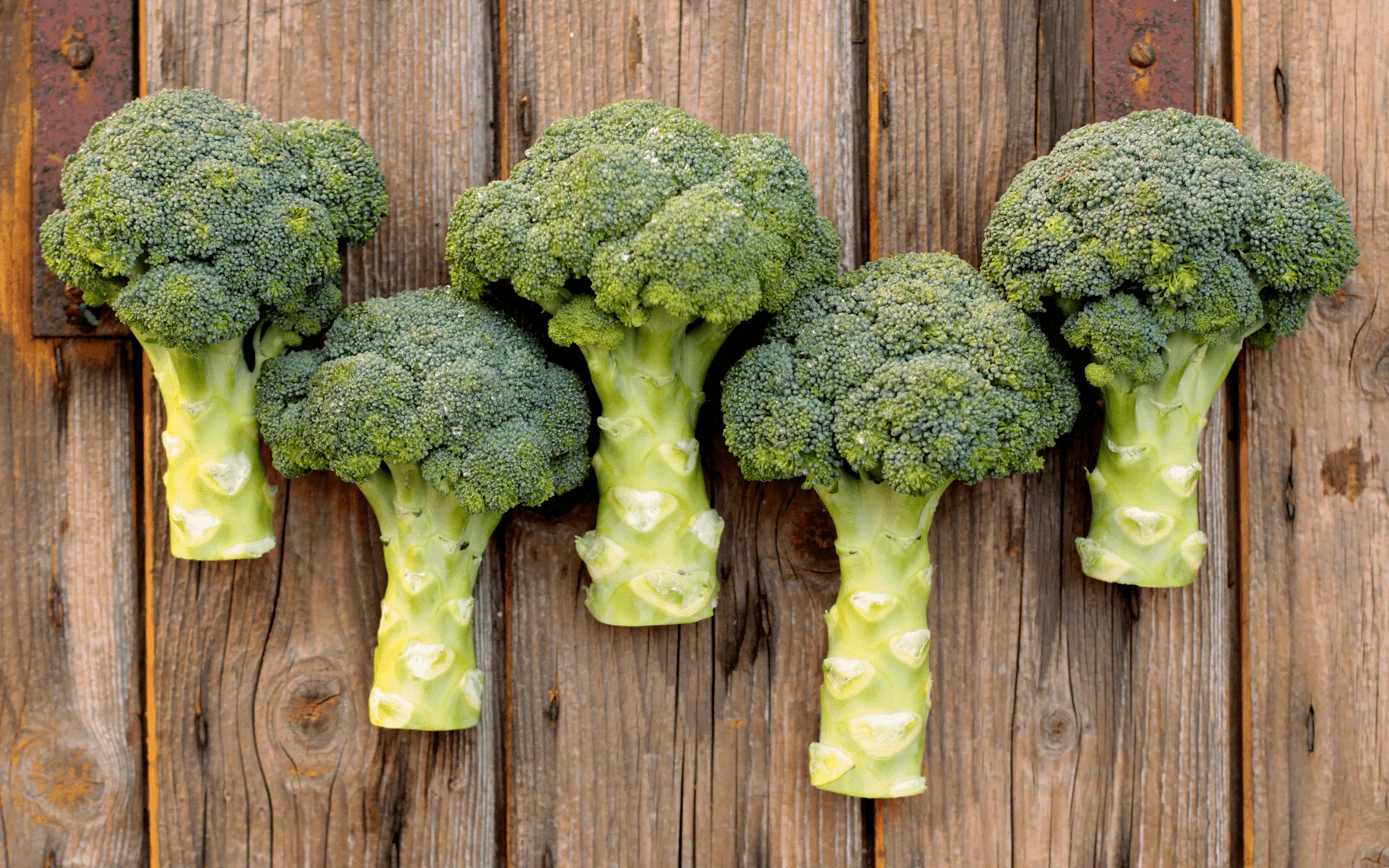 L'immagine mostra i broccoli freschi che Orogel seleziona per le sue confezioni di broccoli surgelati.