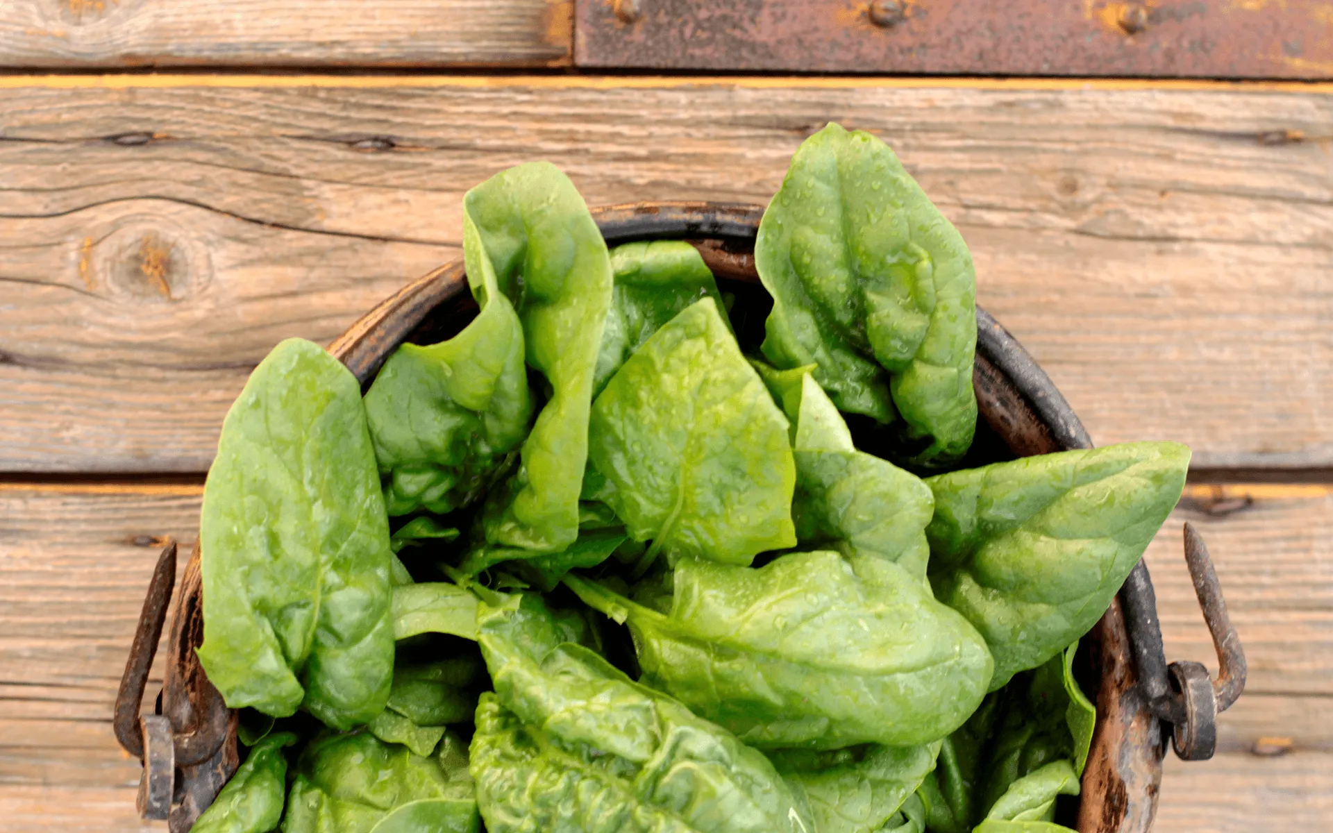l'immagine mostra degli spinaci freschi in un piatto di ceramica: gli spinaci sono l'ingrediente principale dei burger di spinaci orogel.