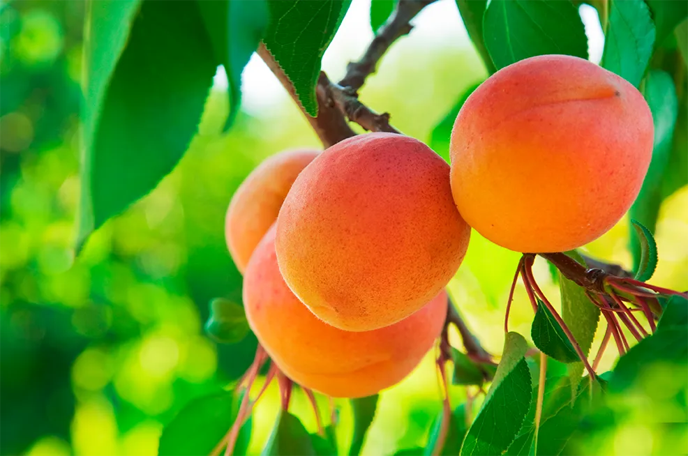 Albicocche Orogel fresche e succose, due frutti maturi direttamente dall'albero.