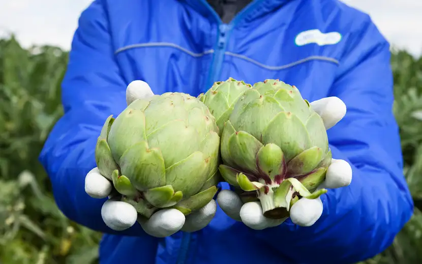 Carciofi Orogel freschi e di qualità, una persona mostra con orgoglio i prodotti del campo.