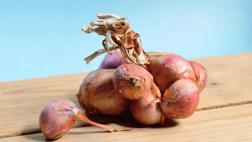 Scalogno o cipolla: differenze e usi in cucina