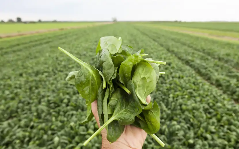 Guida ai valori nutrizionali e alle proprietà degli spinaci: tanti benefici per la nostra salute da portare in tavola grazie a un ortaggio assai versatile.
